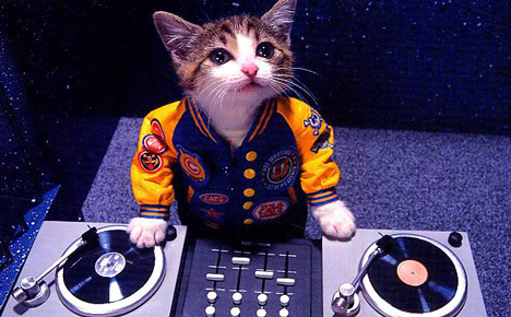 DJ Cat